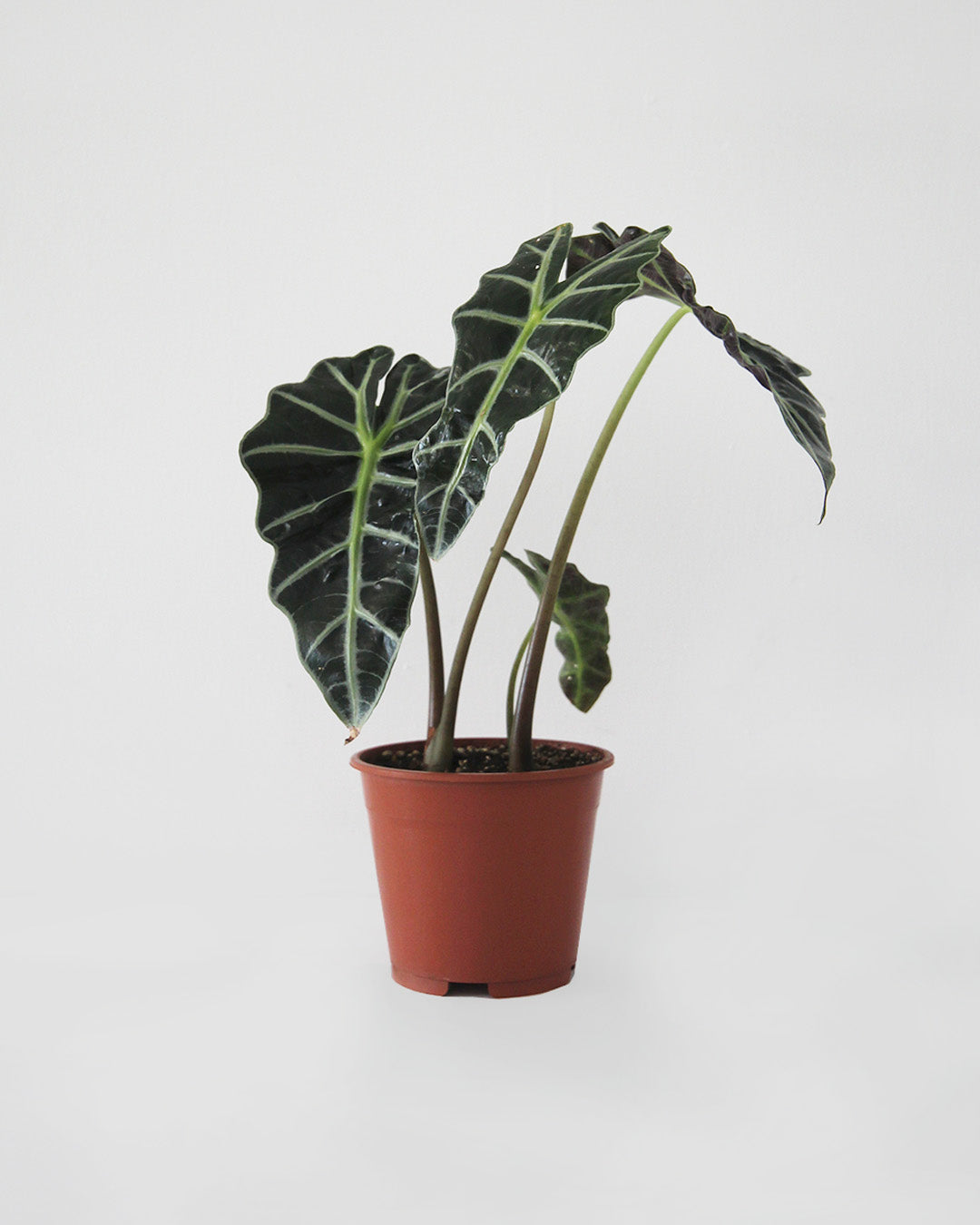Alocasia Amazonica Polly