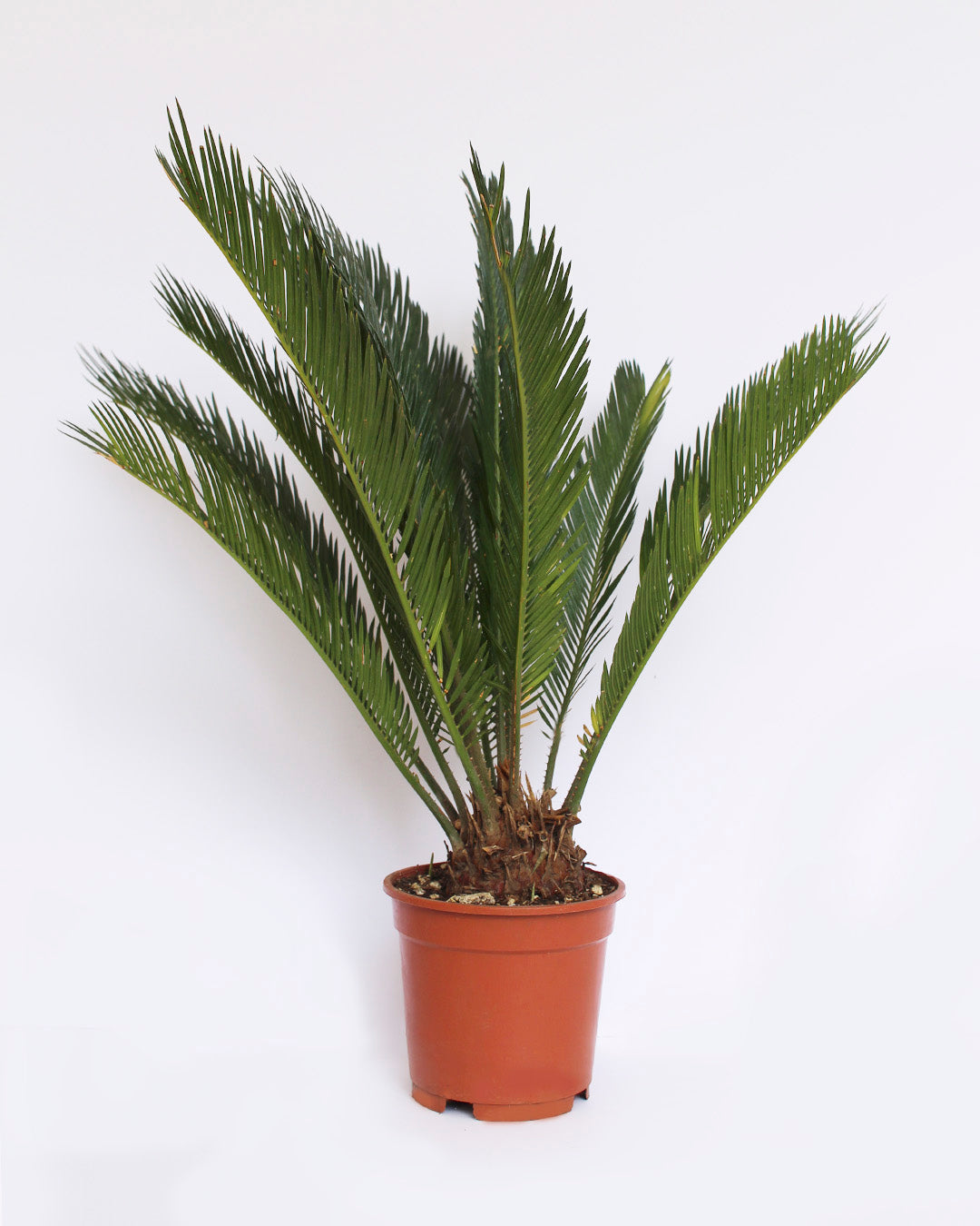 Palmera Cica