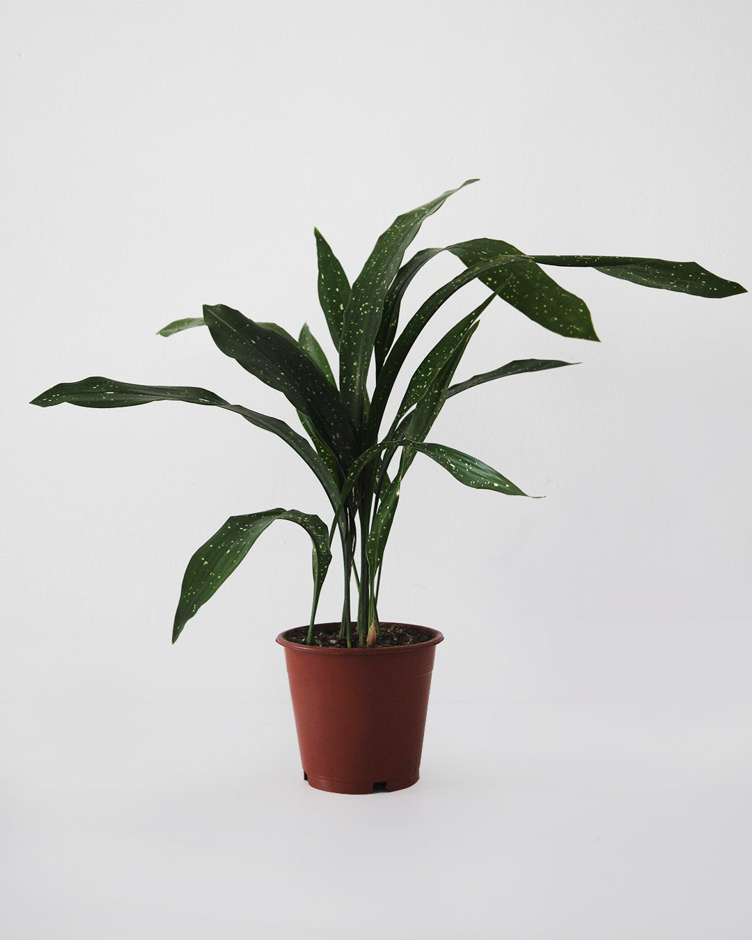 Aspidistra Variegada Milky Way