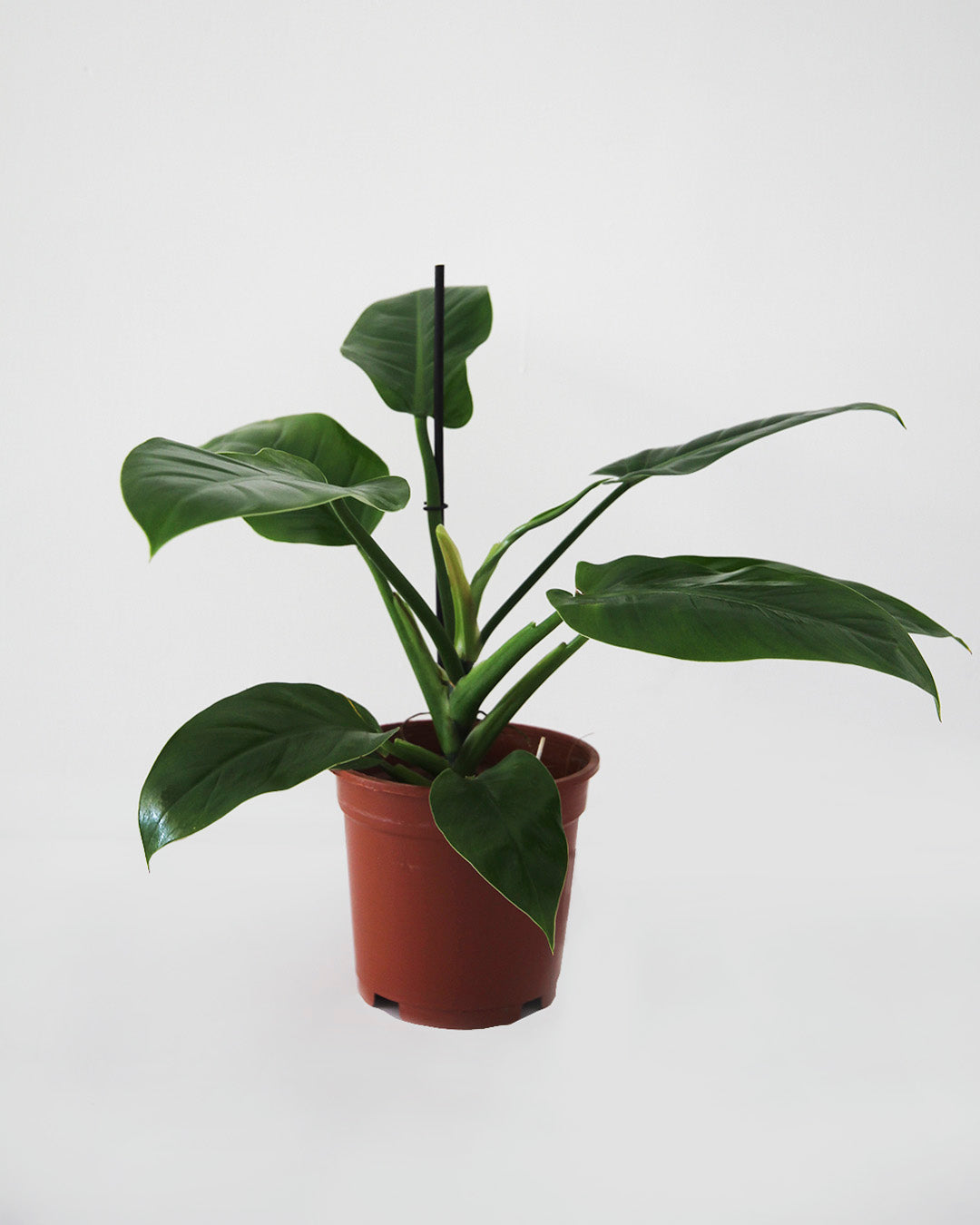 Philodendro Imperial Green