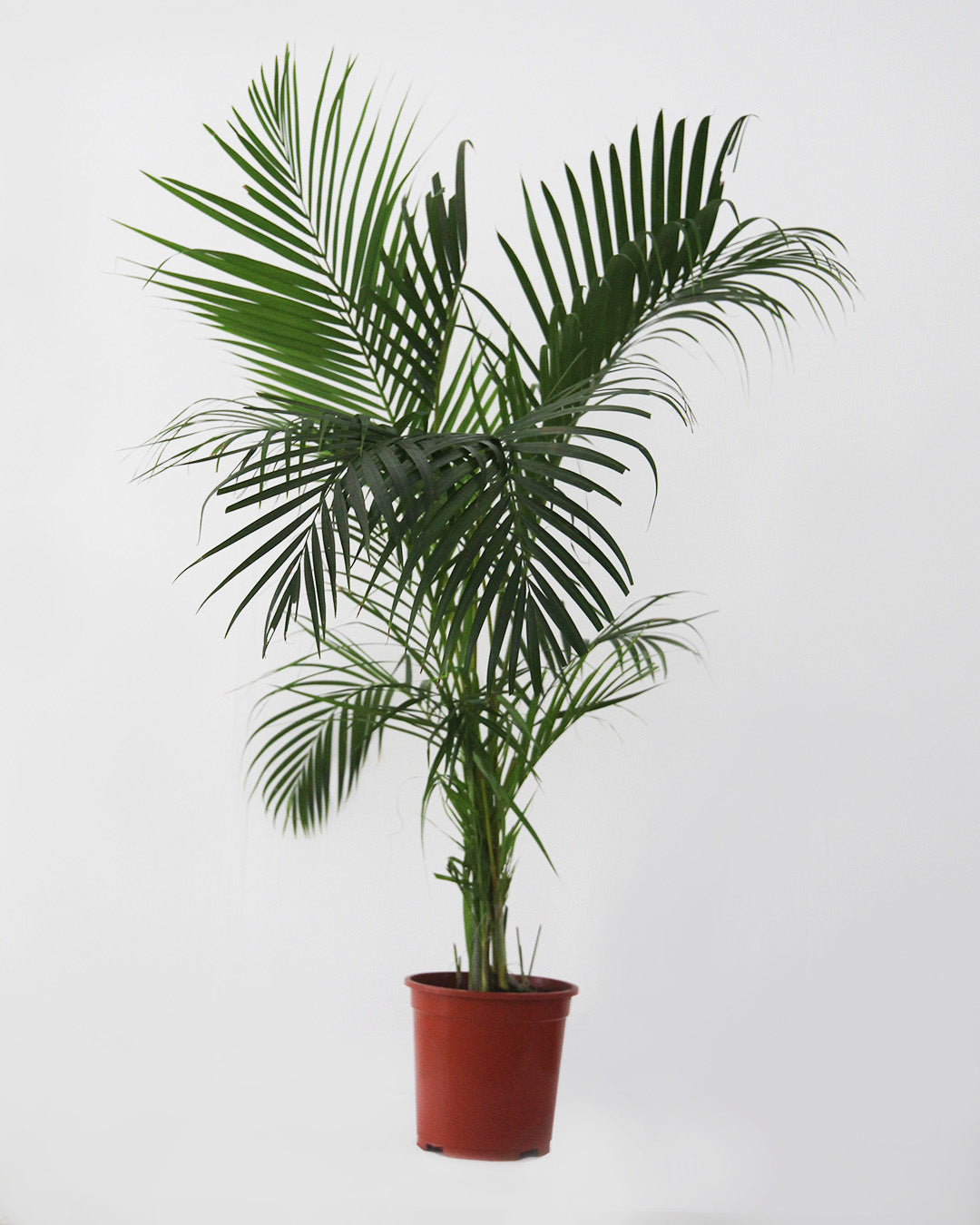 Palmera Areca M