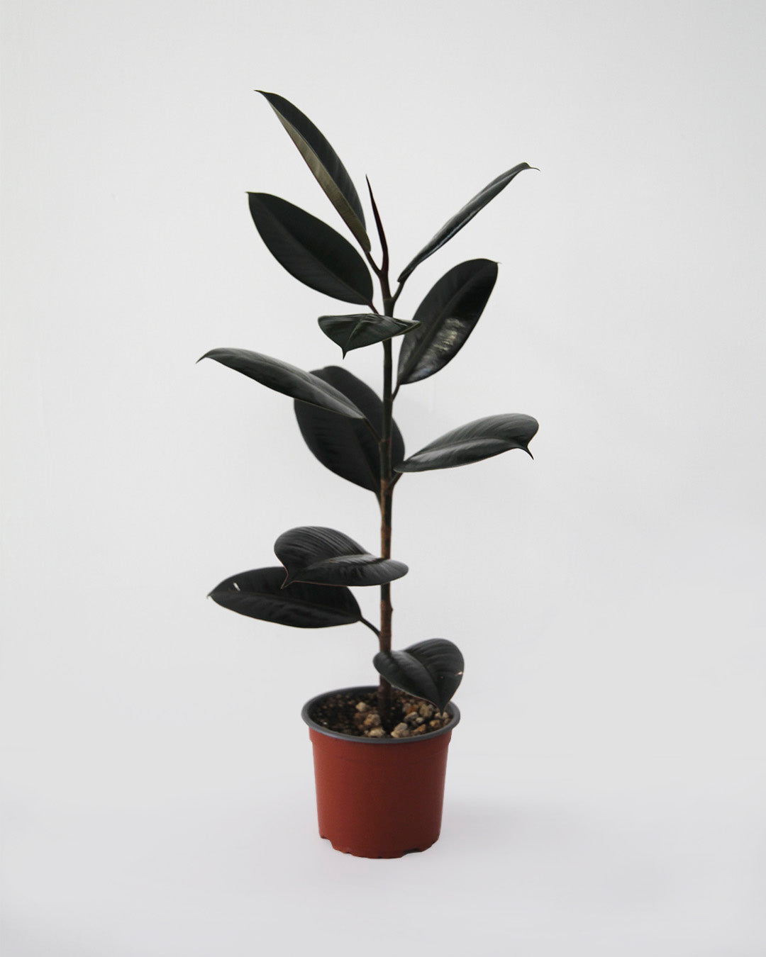 Ficus Elástica Burgundy
