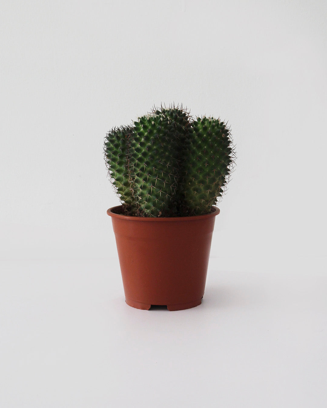 Cactus 14 cm
