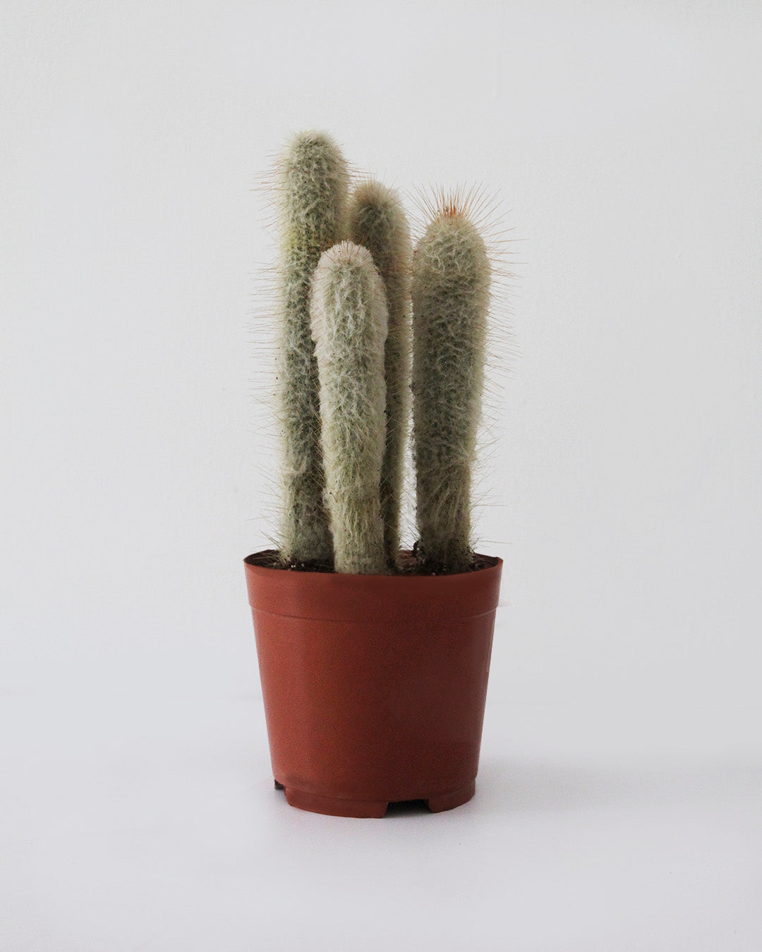 Cactus 14 cm