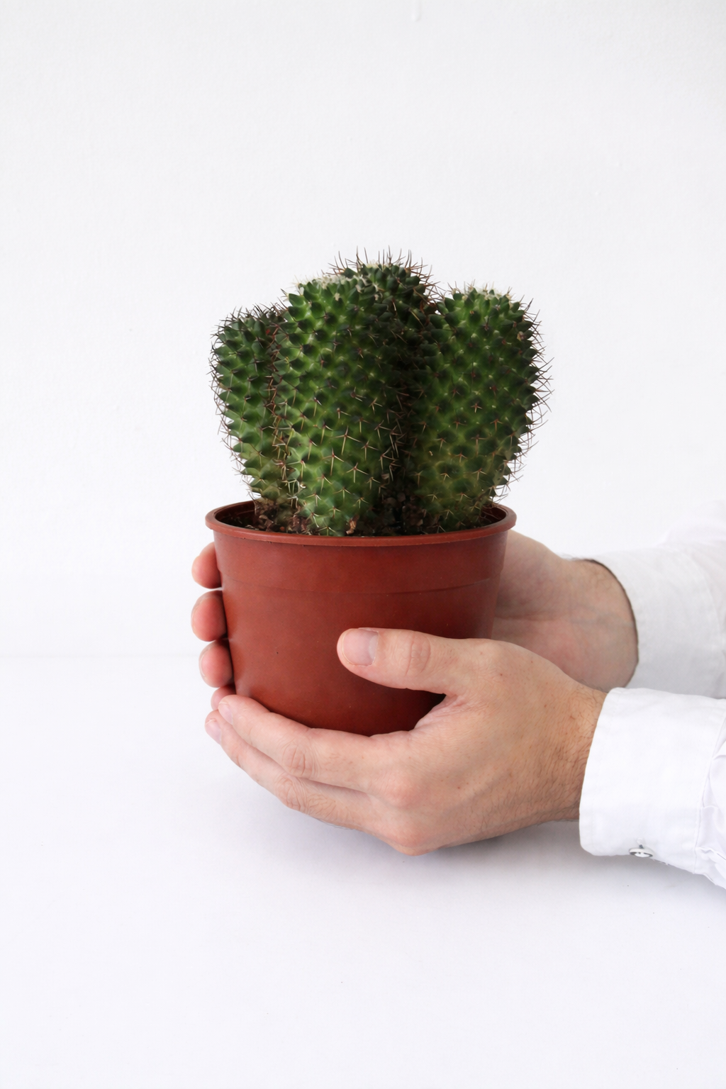 Cactus 14 cm