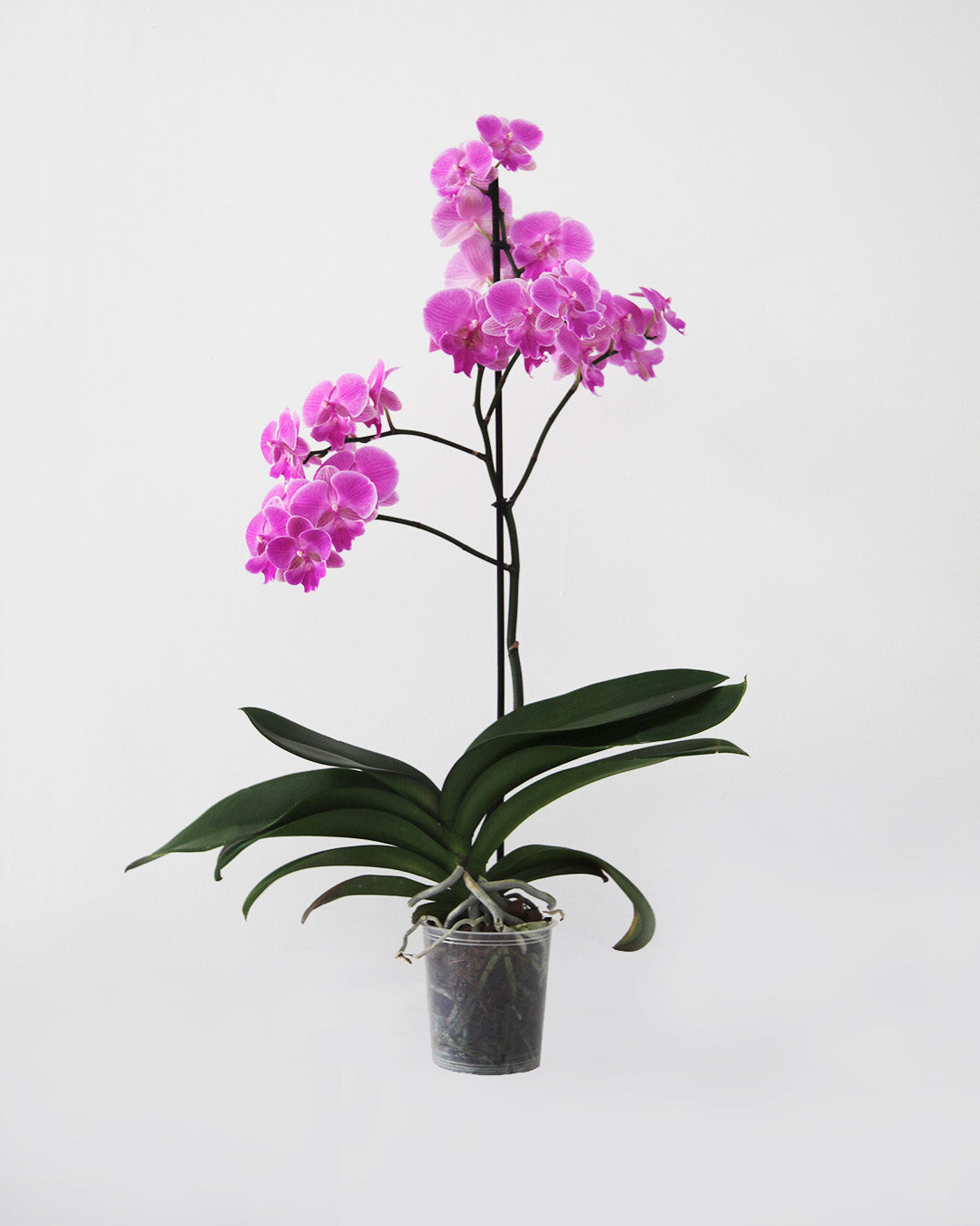 Orquídea Phalaenopsis 1 tallo