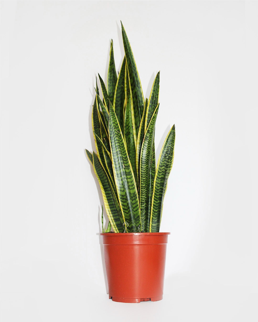 Sansevieria XL