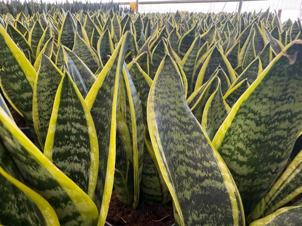 Sansevieria