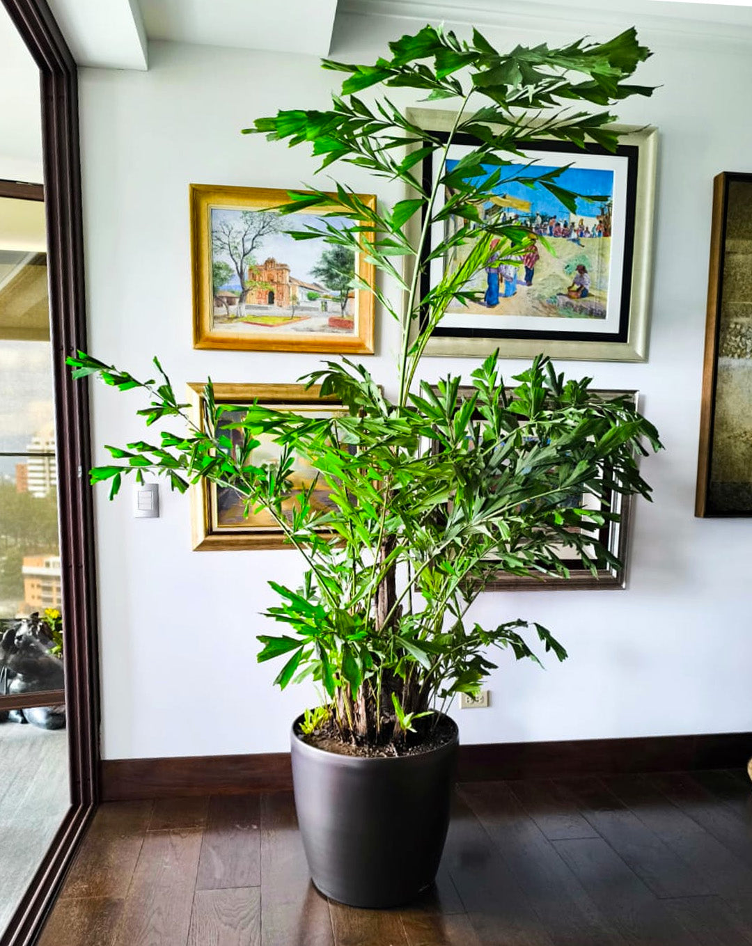 La importancia de las plantas en nuestro hogar y ambientes.