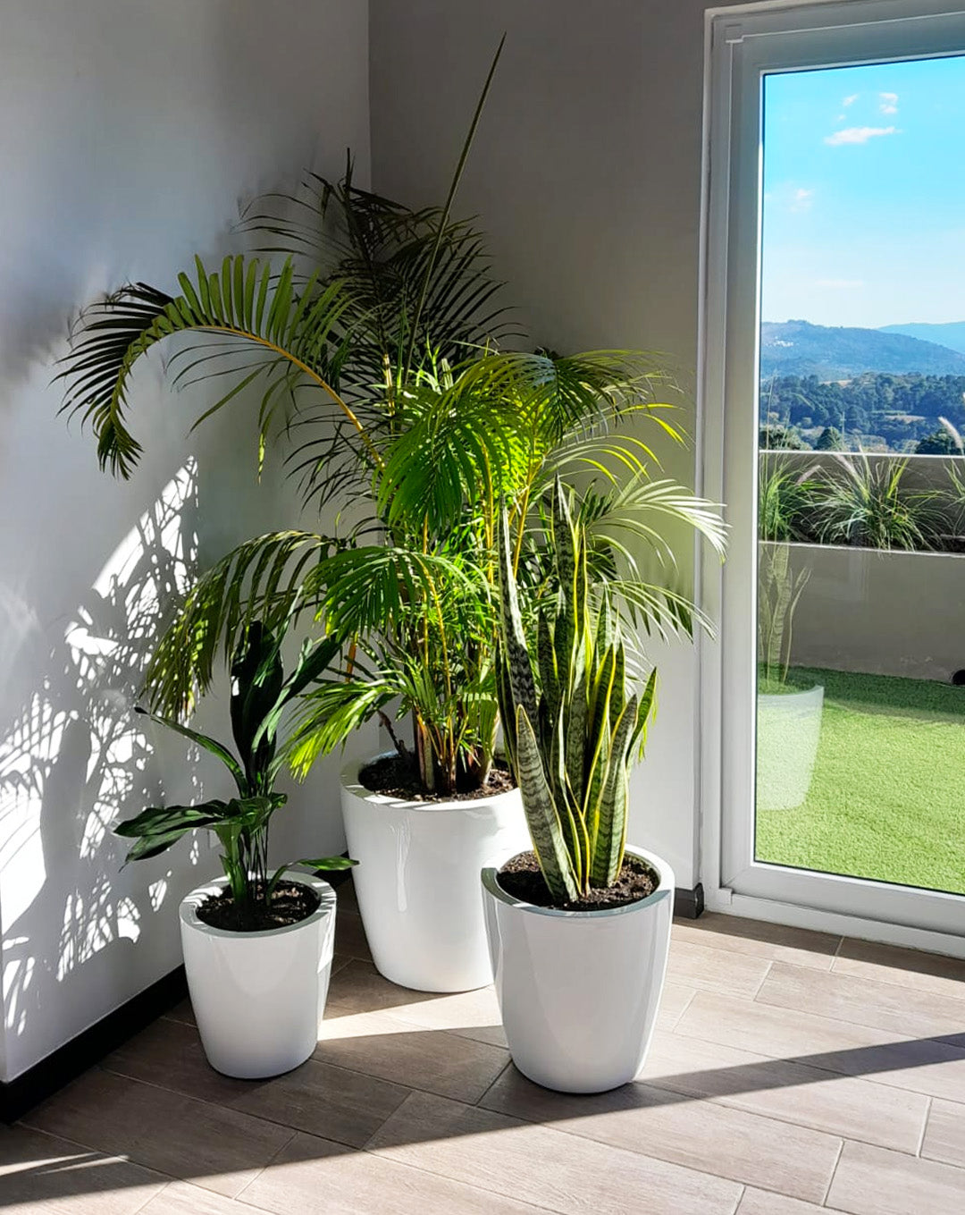 Plantas que  mas oxígeno producen en tu propia casa y espacios.