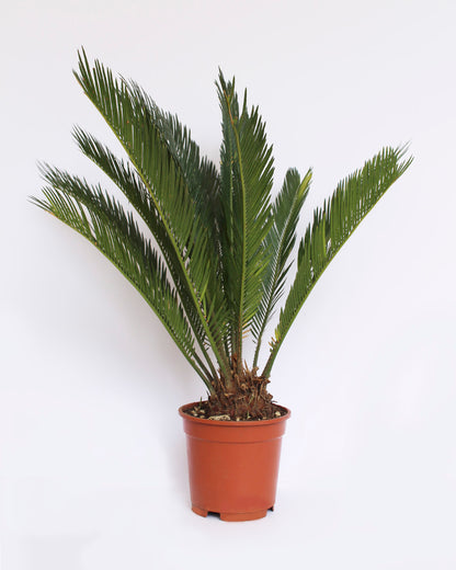 Palmera Cica