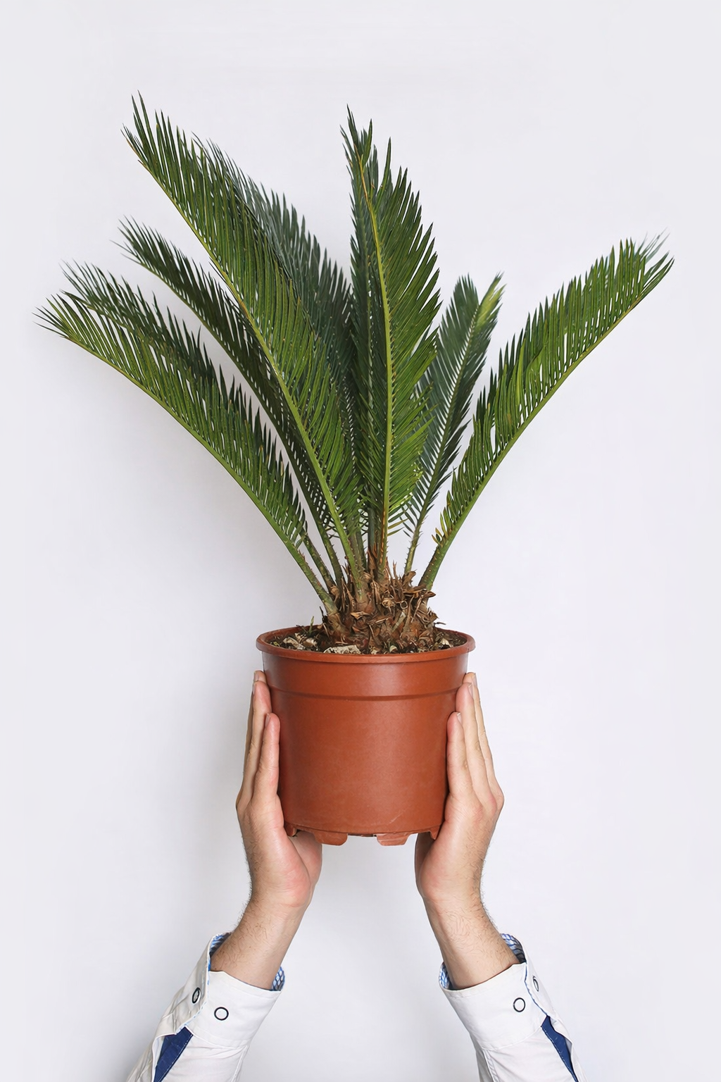 Palmera Cica