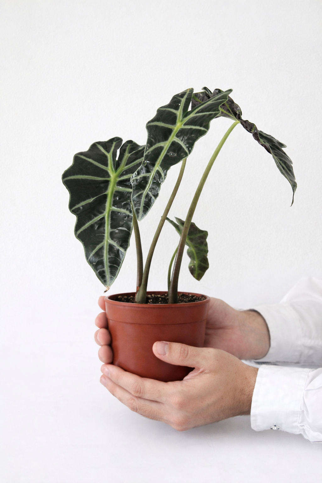 Alocasia Amazonica Polly