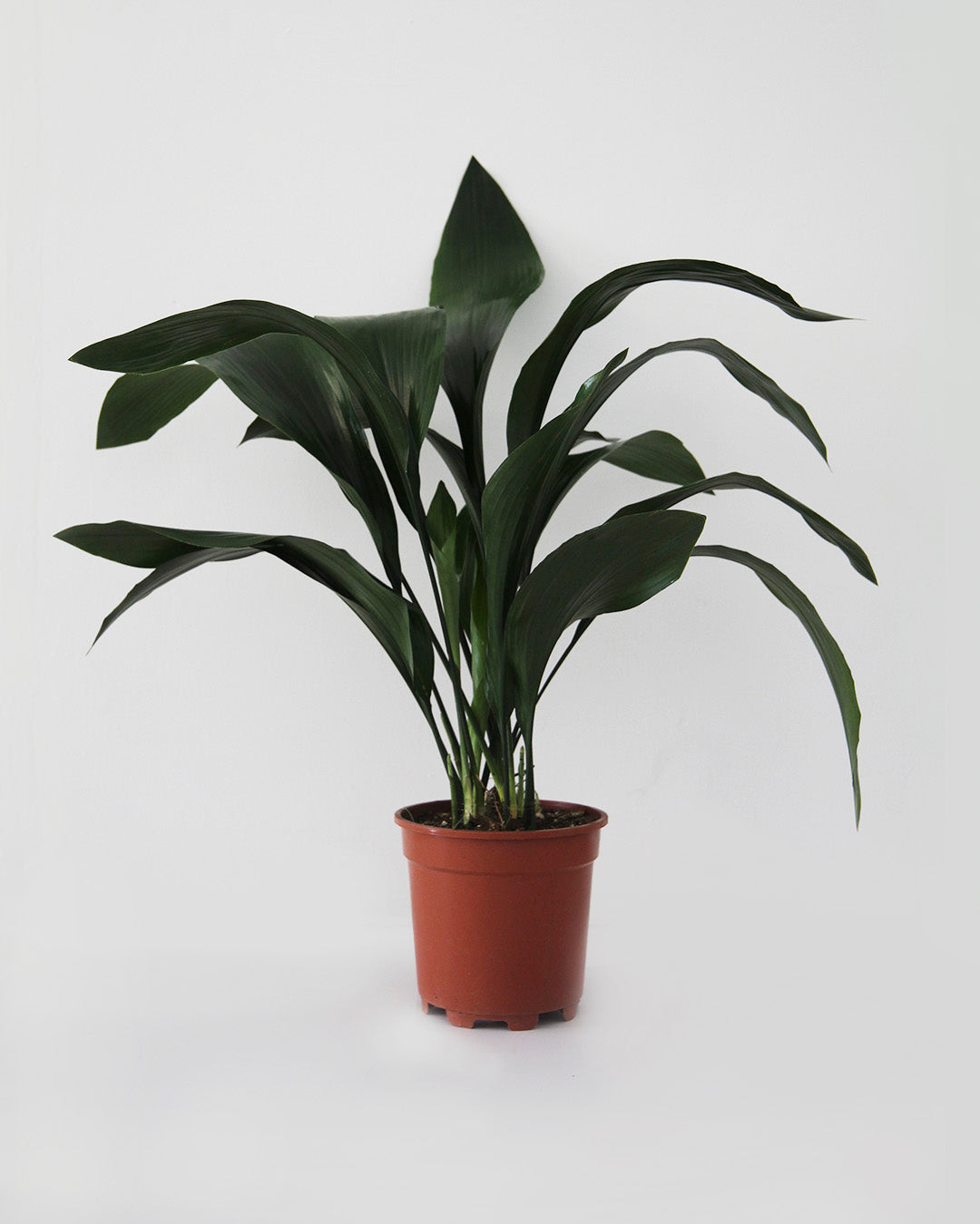 Aspidistra
