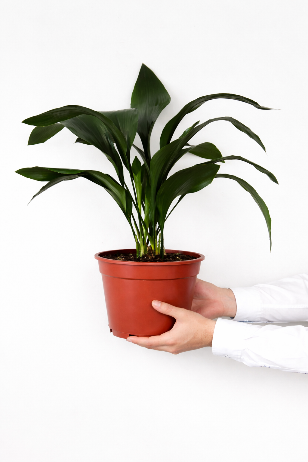Aspidistra