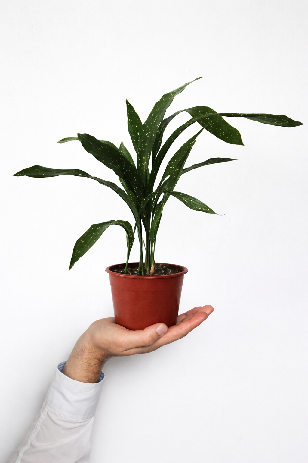 Aspidistra Variegada Milky Way