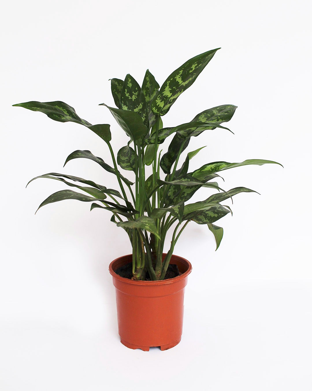 Aglaonema