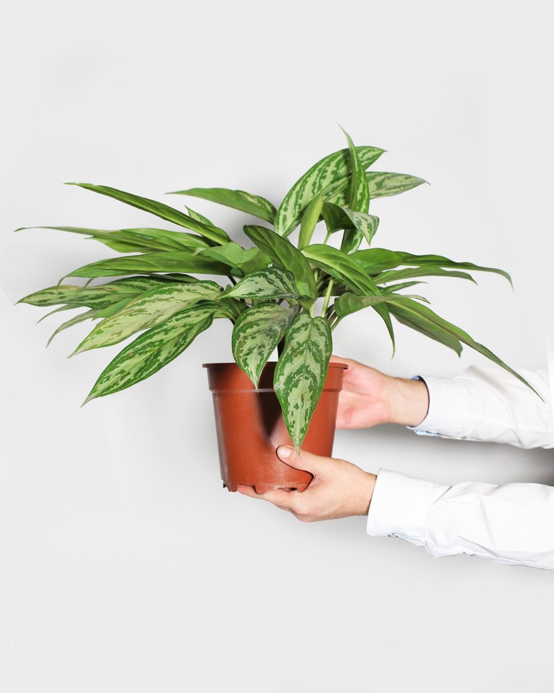 Aglaonema