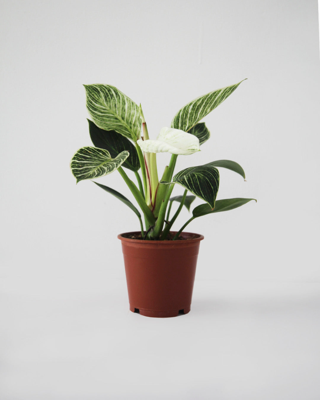 Philodendro Birking Variegado