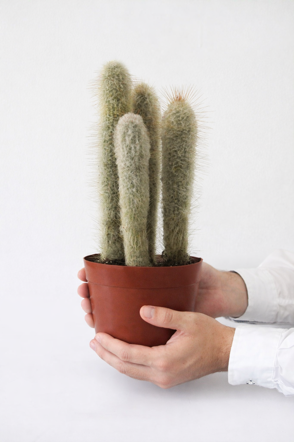 Cactus 14 cm