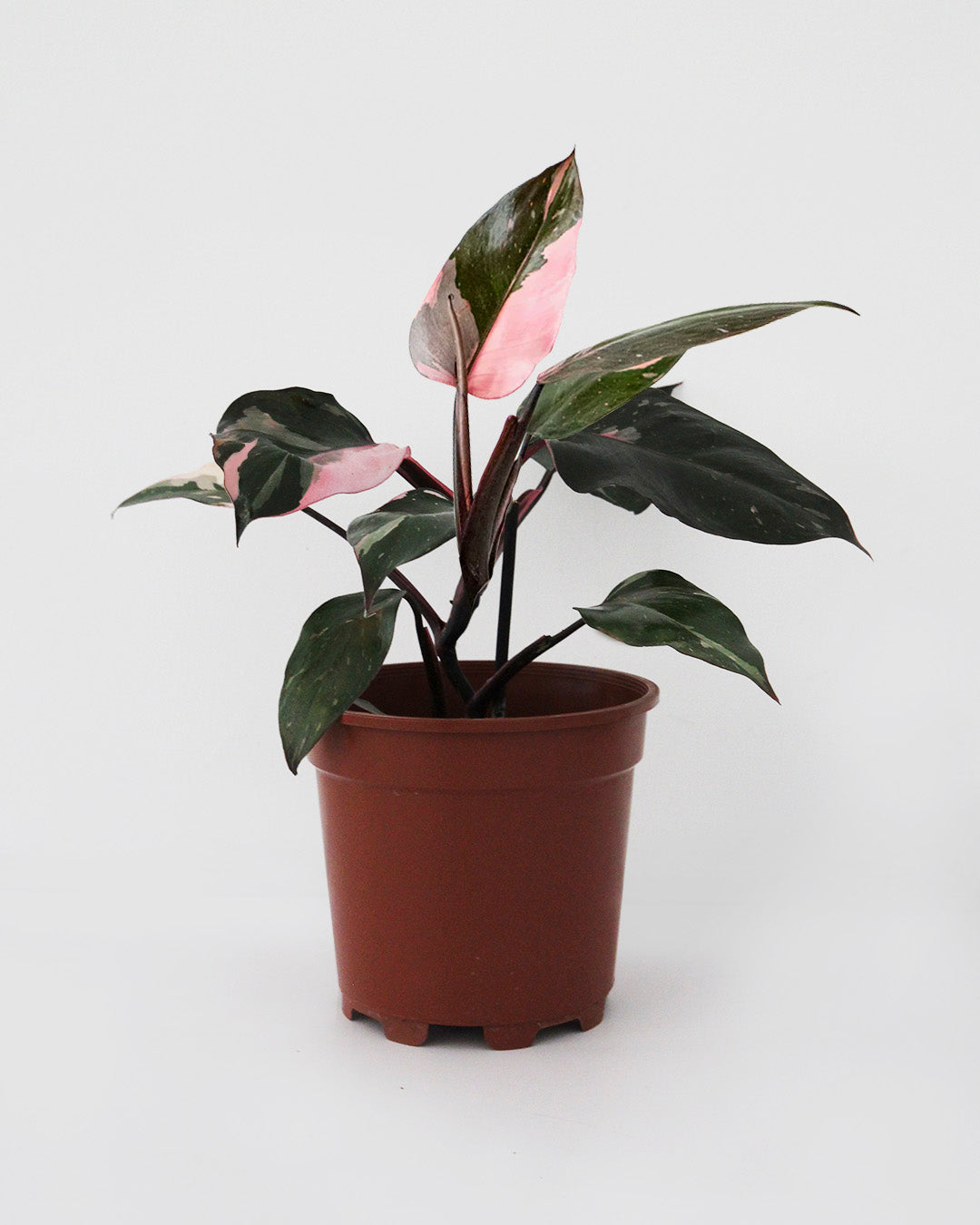 Philodendro Pink Princess