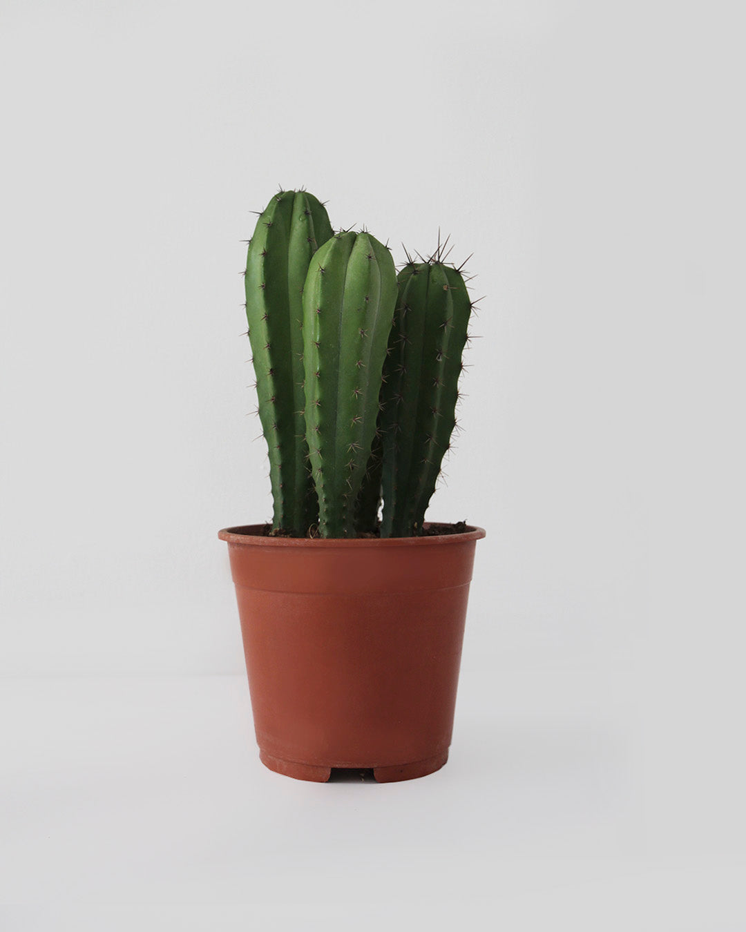 Cactus 14 cm