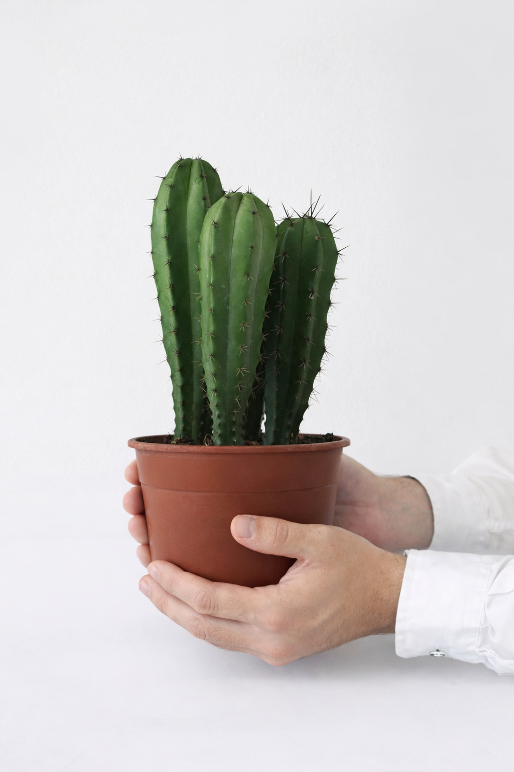 Cactus 14 cm