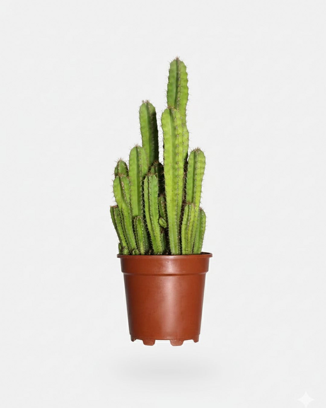 Cactus 14 cm