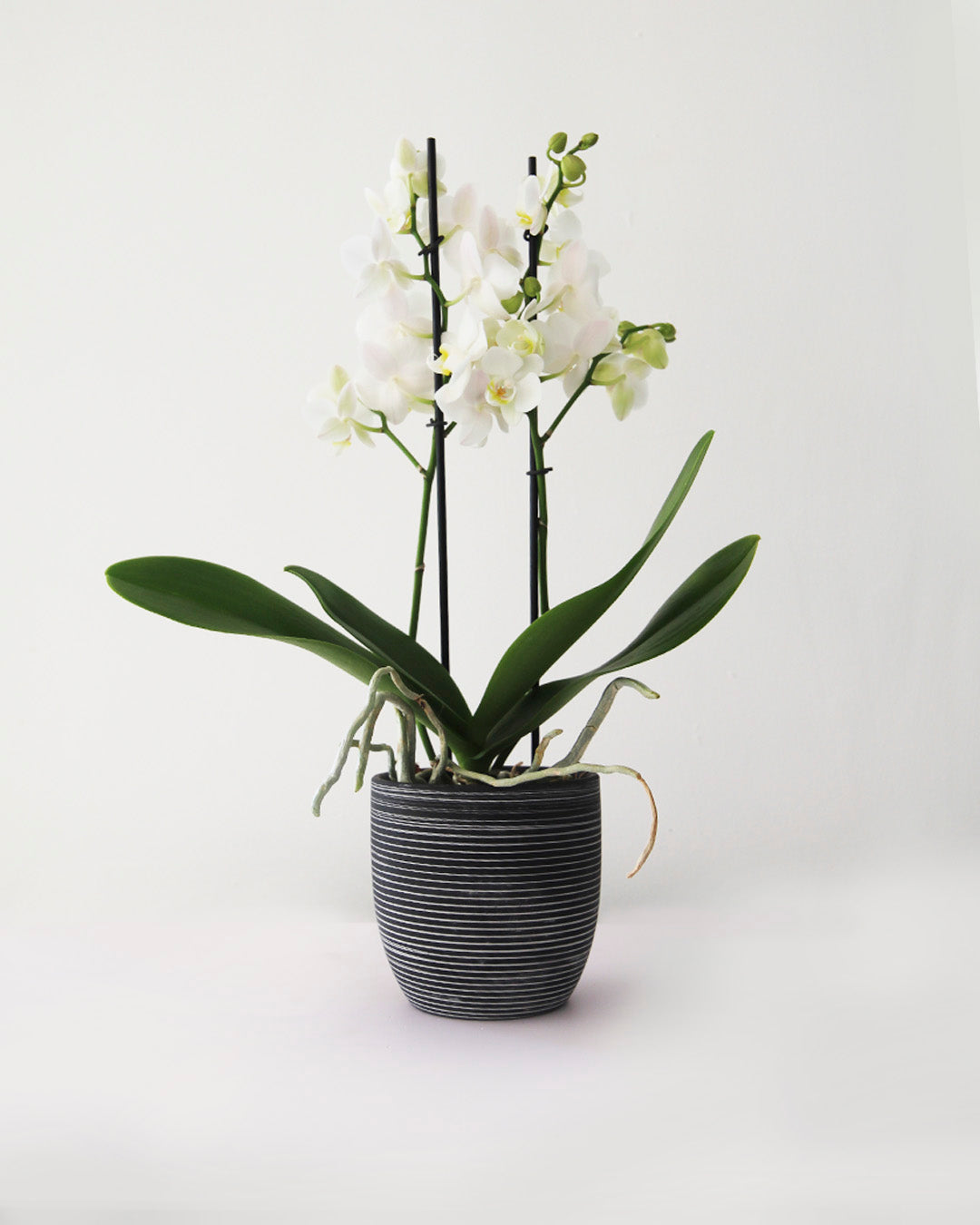 Maceta cerámica con orquídea multiflora de 2 tallos