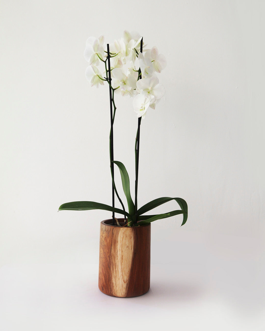 Maceta madera con phalaenopsis de 2 tallos