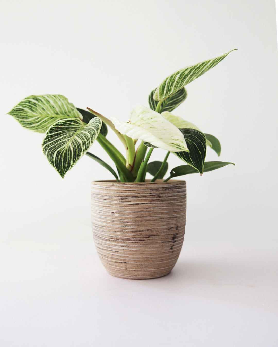 Maceta cerámica con philodendro birking variegado