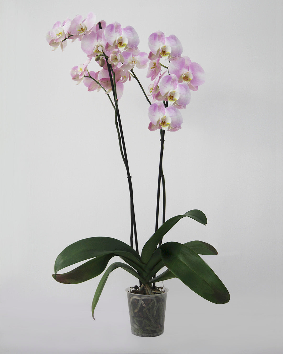 Orquídea Phalaenopsis 2 tallos