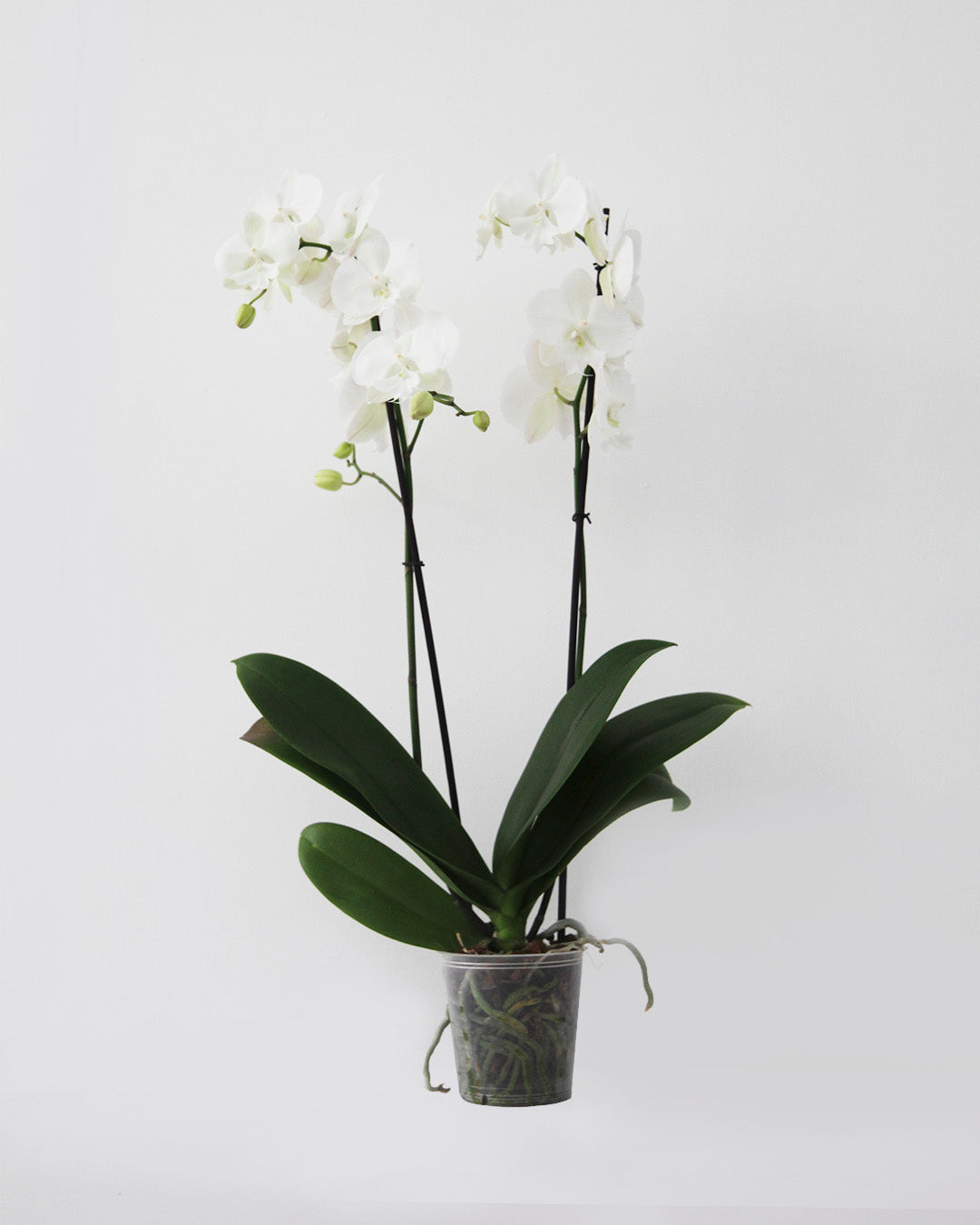 Orquídea Phalaenopsis 2 tallos