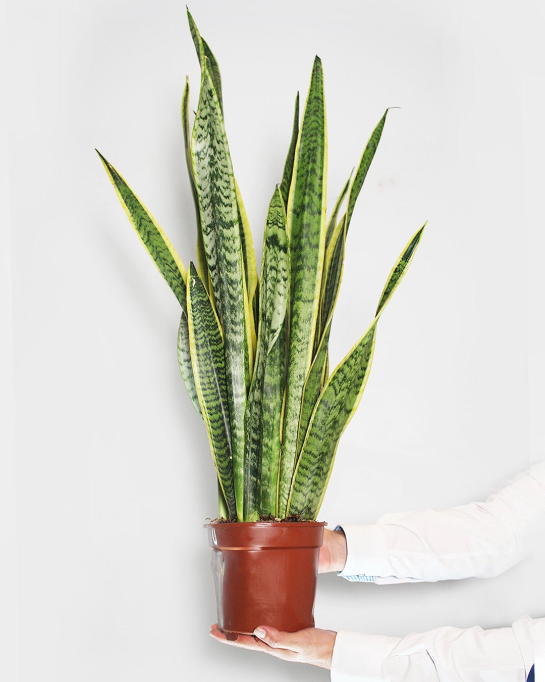 Sansevieria XL