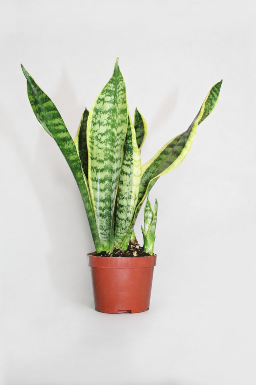 Sansevieria S