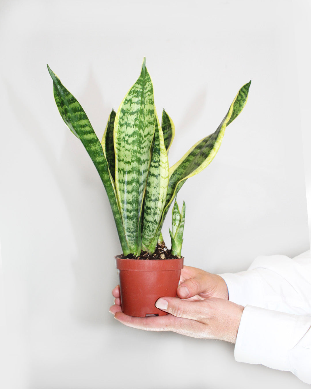Sansevieria S