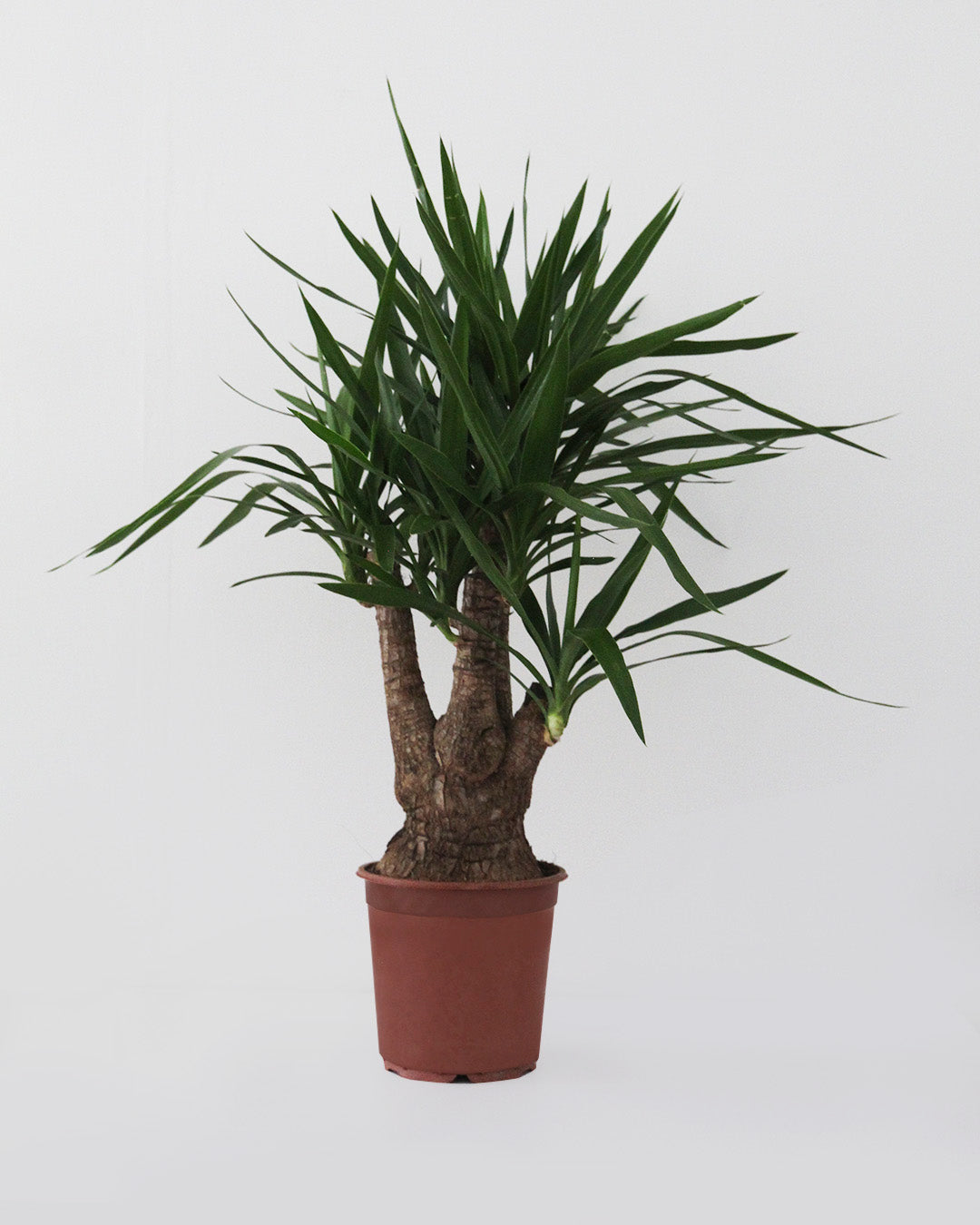 Yuca decorativa