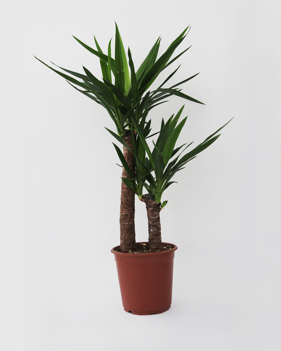 Yuca decorativa