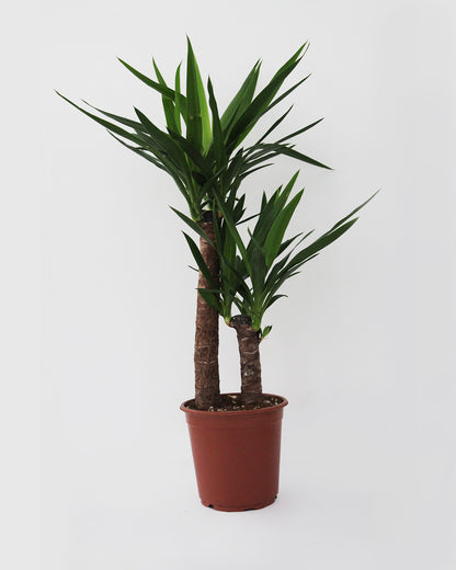 Yuca decorativa
